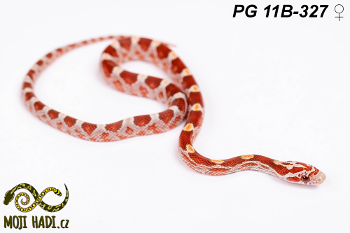 hadi na prodej, mládě, český chov hadů, odchov hadů, mojihadi.cz, Pantherophis guttatus, corn snakes, užovka červená,Diffused Ultramel